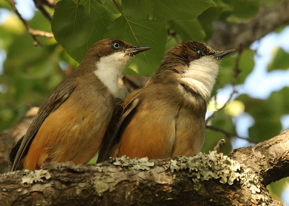 Birding at Hotel Birdcage Mukteshwar