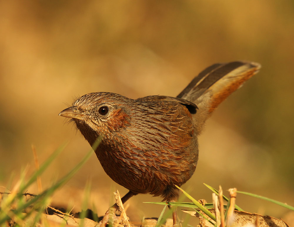 Birding at Hotel Birdcage Mukteshwar