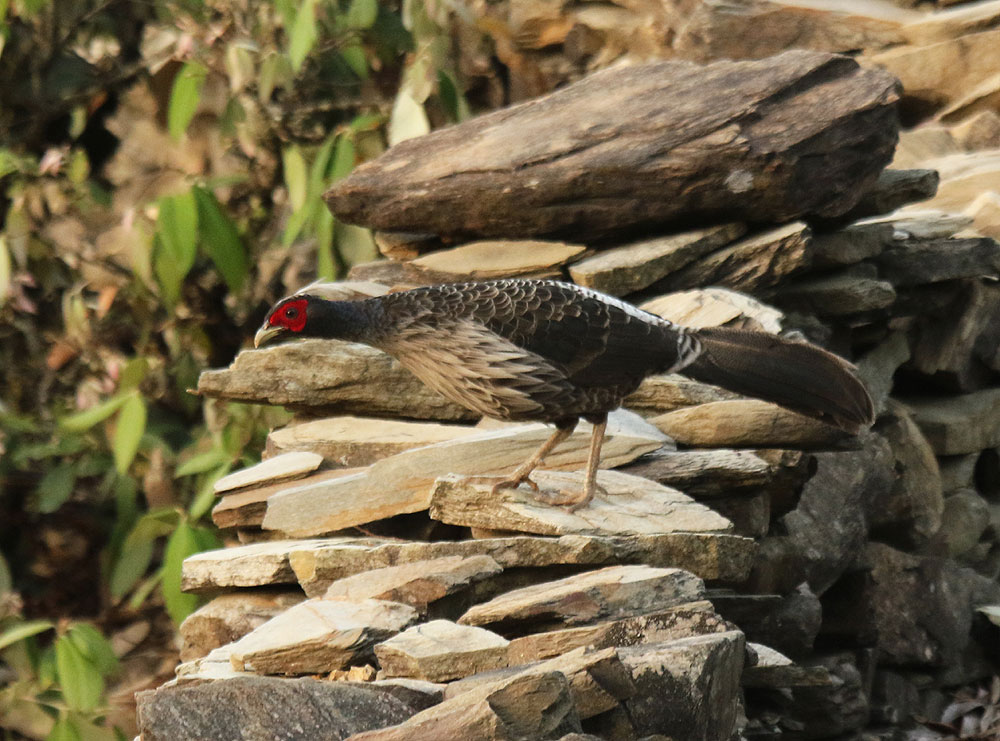 Birding at Hotel Birdcage Mukteshwar