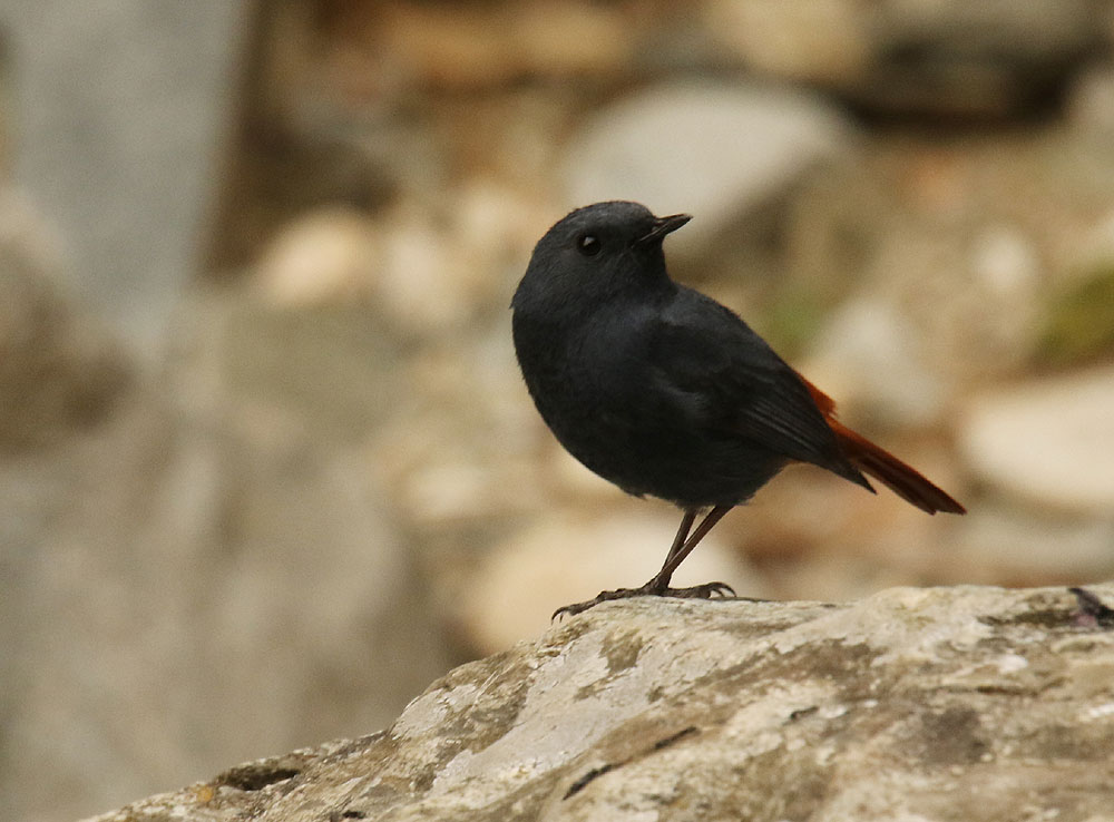 Birding at Hotel Birdcage Mukteshwar